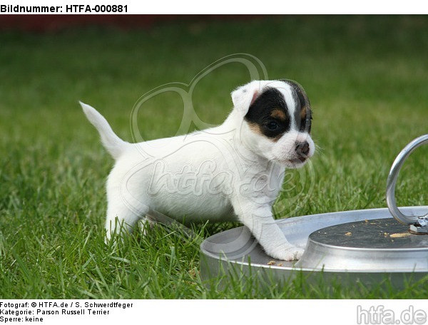 Parson Russell Terrier Welpe / parson russell terrier puppy / HTFA-000881
