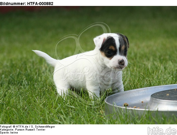 Parson Russell Terrier Welpe / parson russell terrier puppy / HTFA-000882