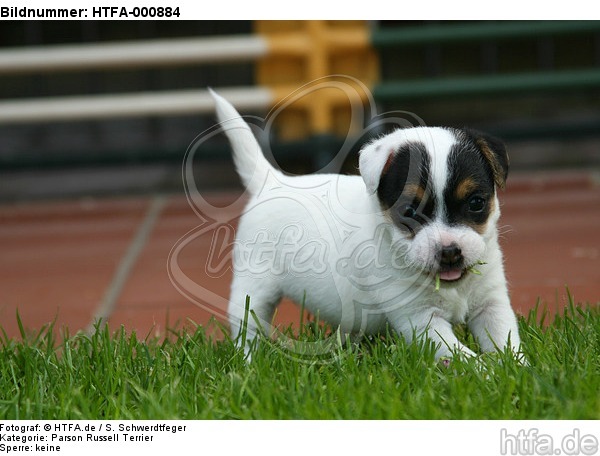Parson Russell Terrier Welpe / parson russell terrier puppy / HTFA-000884