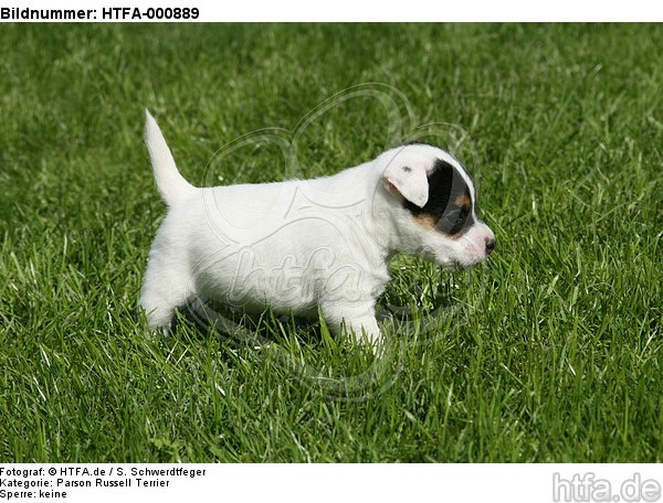 Parson Russell Terrier Welpe / parson russell terrier puppy / HTFA-000889