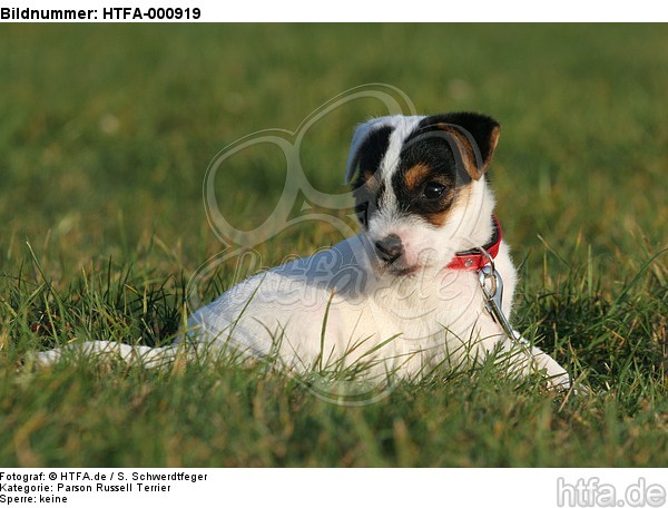 liegender Parson Russell Terrier Welpe / lying PRT puppy / HTFA-000919