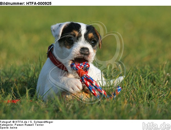 spielender Parson Russell Terrier Welpe / playing PRT puppy / HTFA-000925