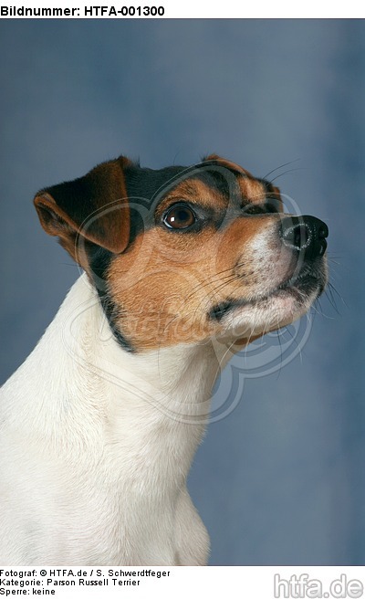 Parson Russell Terrier / HTFA-001300