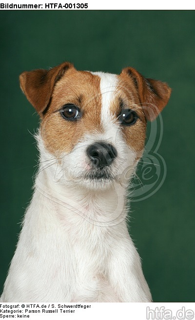 Parson Russell Terrier / HTFA-001305
