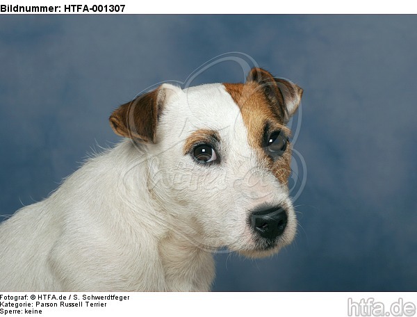 Parson Russell Terrier / HTFA-001307