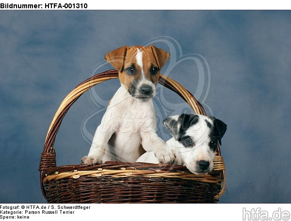Parson Russell Terrier / HTFA-001310