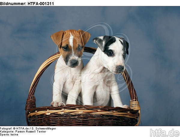 Parson Russell Terrier / HTFA-001311