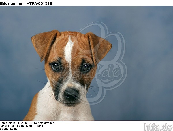 Parson Russell Terrier / HTFA-001318
