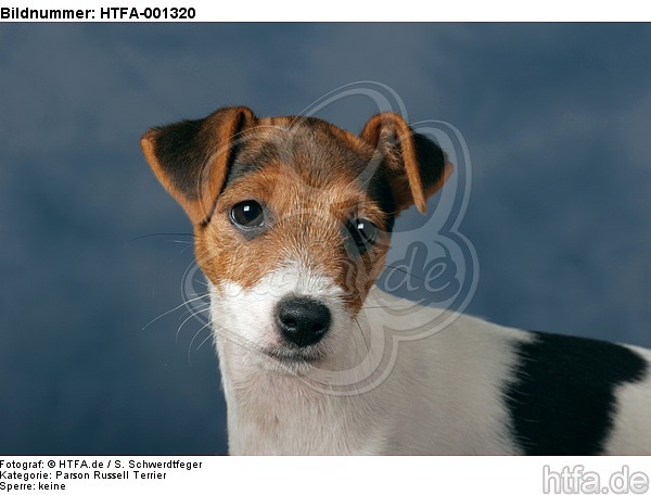 Parson Russell Terrier / HTFA-001320