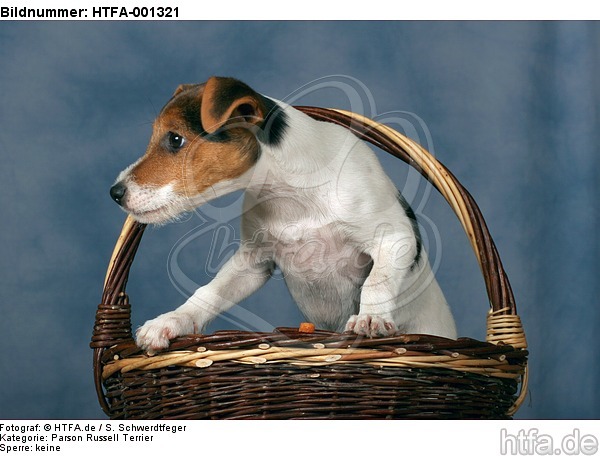 Parson Russell Terrier / HTFA-001321