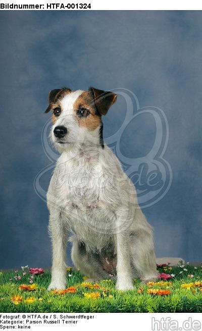 Parson Russell Terrier / HTFA-001324