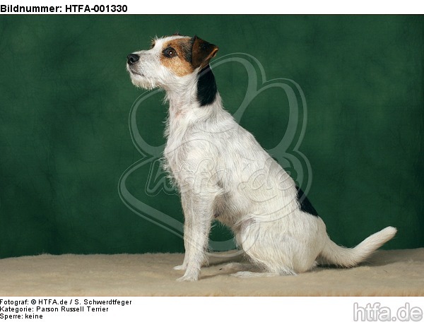 Parson Russell Terrier / HTFA-001330
