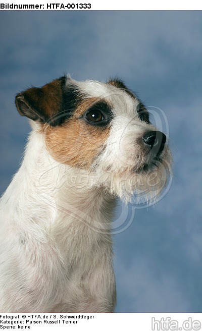 Parson Russell Terrier / HTFA-001333