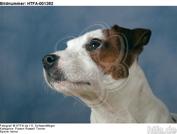 Parson Russell Terrier / HTFA-001352
