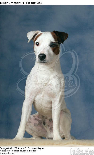 Parson Russell Terrier / HTFA-001353