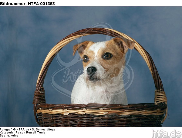 Parson Russell Terrier / HTFA-001363