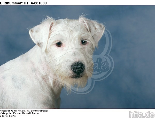 Parson Russell Terrier / HTFA-001368