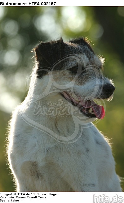 Parson Russell Terrier / HTFA-002157
