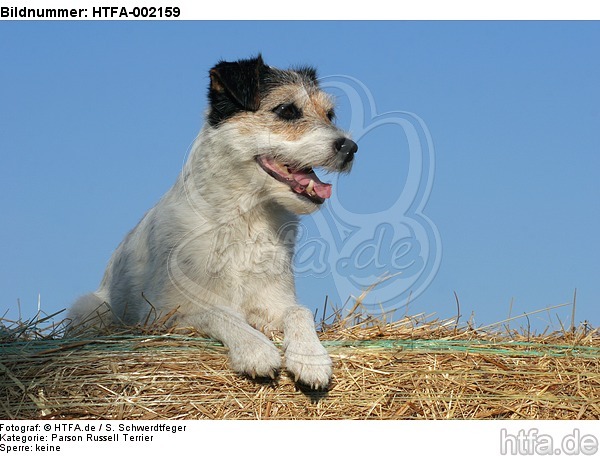 Parson Russell Terrier / HTFA-002159