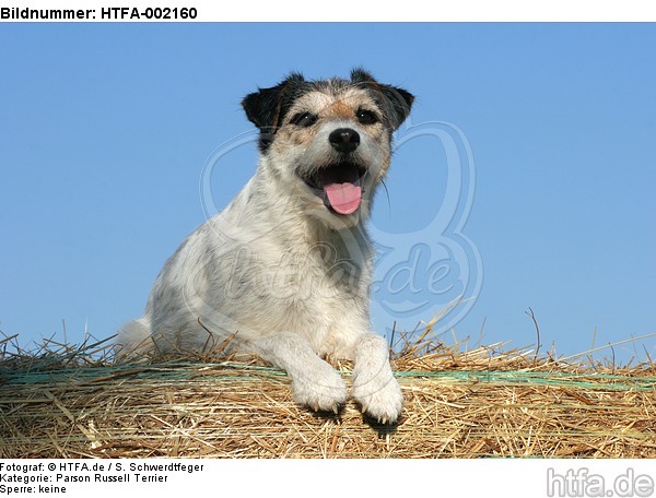Parson Russell Terrier / HTFA-002160