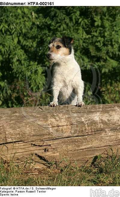 Parson Russell Terrier / HTFA-002161