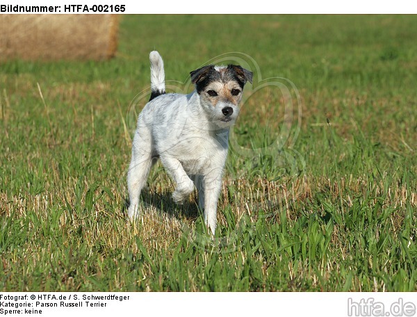 Parson Russell Terrier / HTFA-002165