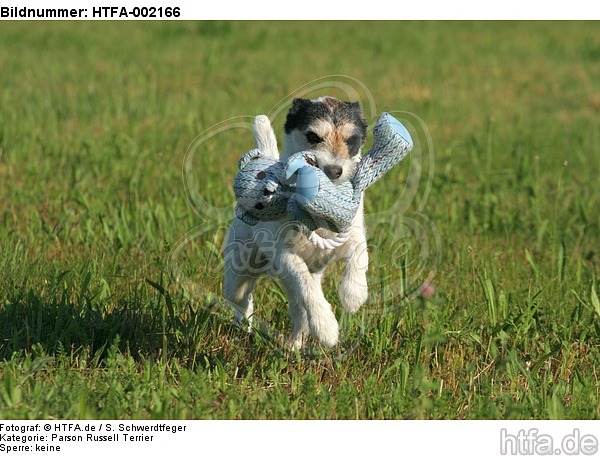 Parson Russell Terrier / HTFA-002166