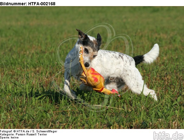 Parson Russell Terrier / HTFA-002168