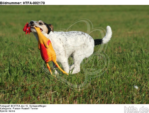 Parson Russell Terrier / HTFA-002170