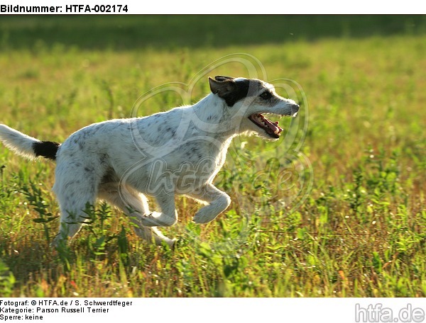 Parson Russell Terrier / HTFA-002174