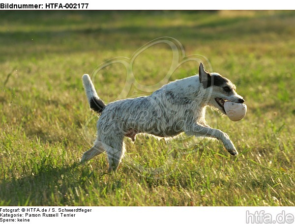 Parson Russell Terrier / HTFA-002177
