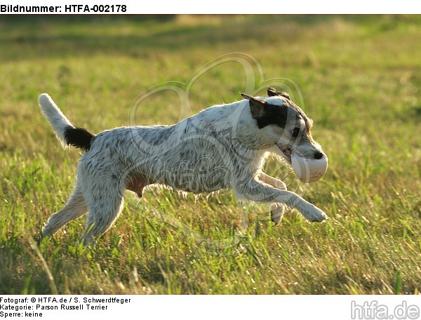 Parson Russell Terrier / HTFA-002178