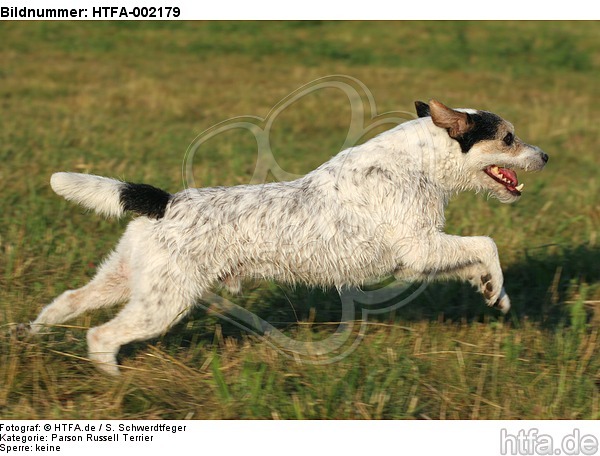 Parson Russell Terrier / HTFA-002179