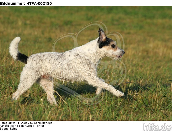 Parson Russell Terrier / HTFA-002180