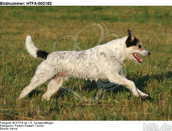 Parson Russell Terrier / HTFA-002182