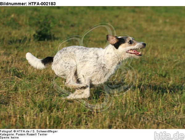 Parson Russell Terrier / HTFA-002183