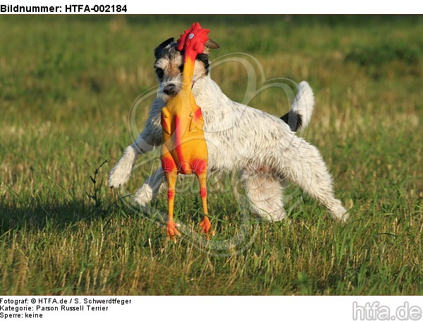 Parson Russell Terrier / HTFA-002184
