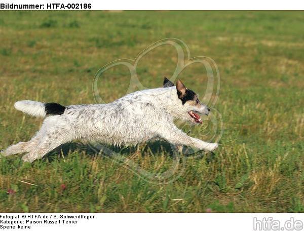 Parson Russell Terrier / HTFA-002186