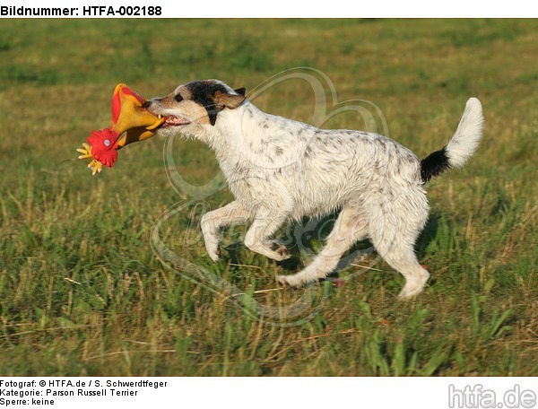 Parson Russell Terrier / HTFA-002188