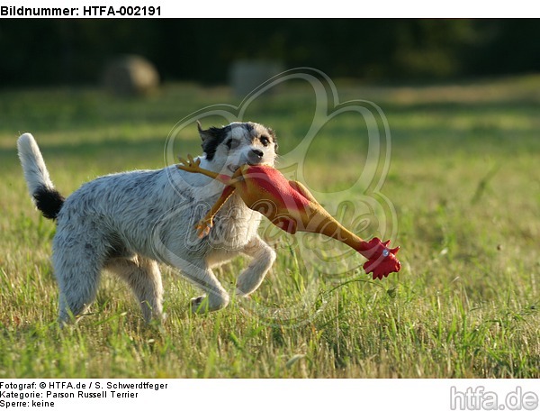 Parson Russell Terrier / HTFA-002191
