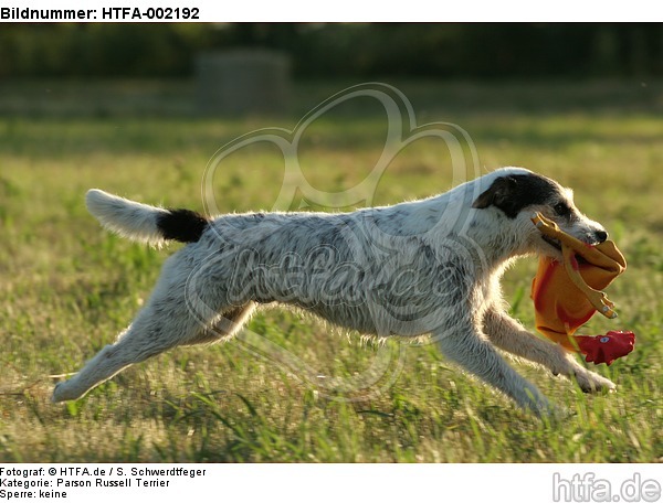 Parson Russell Terrier / HTFA-002192