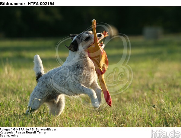 Parson Russell Terrier / HTFA-002194