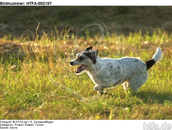 Parson Russell Terrier / HTFA-002197