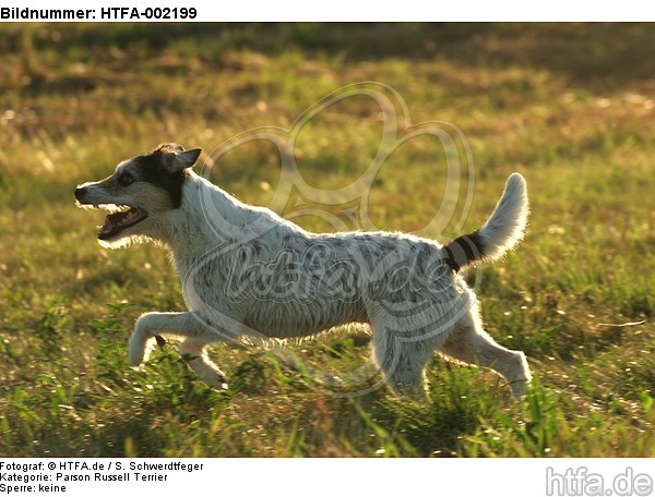 Parson Russell Terrier / HTFA-002199