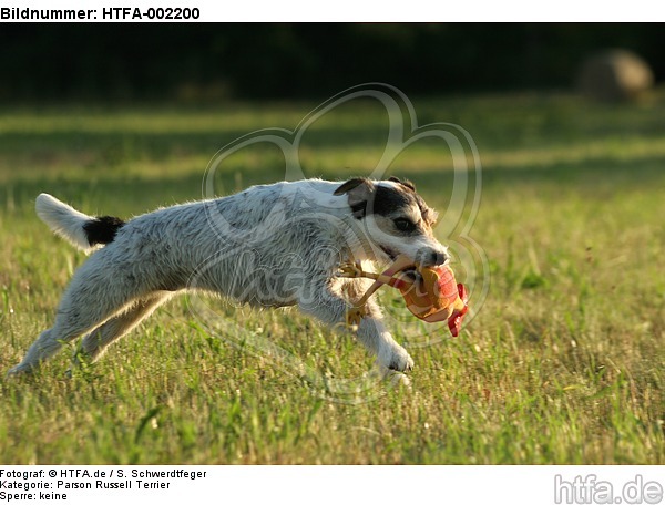 Parson Russell Terrier / HTFA-002200