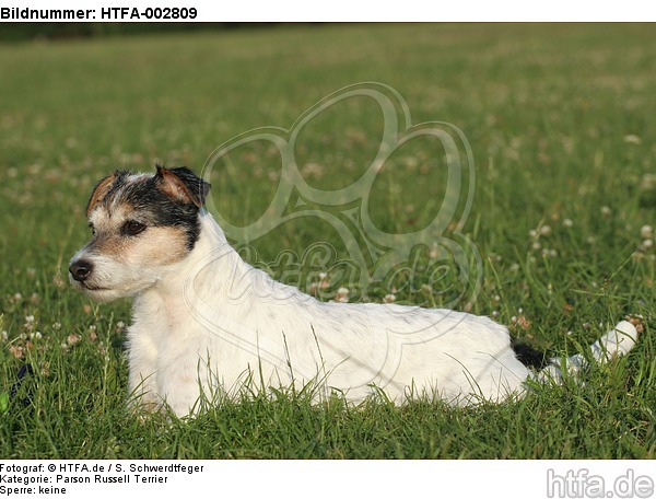 Parson Russell Terrier / HTFA-002809