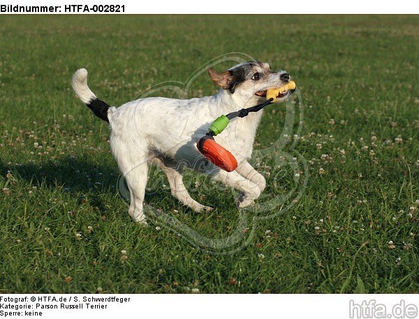 Parson Russell Terrier / HTFA-002821