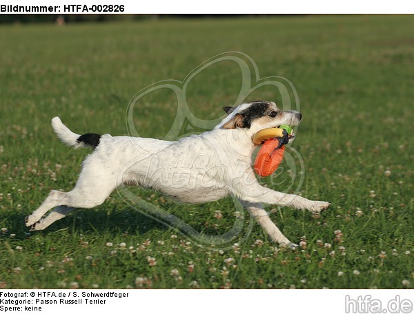 Parson Russell Terrier / HTFA-002826