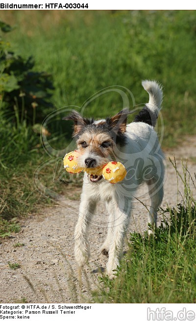 Parson Russell Terrier / HTFA-003044