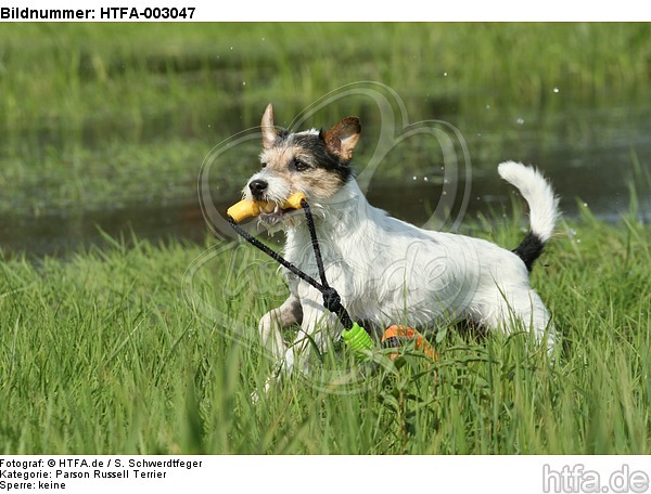 Parson Russell Terrier / HTFA-003047